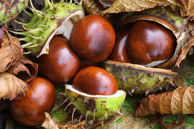Kastanien für Männergesundheit