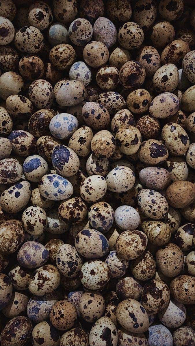 Wachteleier für Männergesundheit